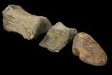 Composite Hadrosaur Finger - Alberta (Disposition #-) #100773-1